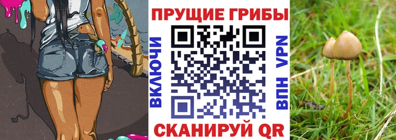 Галлюциногенные грибы Psilocybine cubensis  блэк спрут зеркало  Игра 